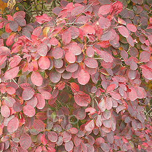 Cotinus coggygria - 'Royal Purple' (Smoke Tree)