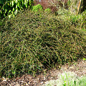 Cotoneaster - 'Coral Beauty' (Cotoneaster)