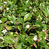 Cotoneaster dammeri - Moon Creeper