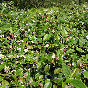 Cotoneaster dammeri - 'Moon Creeper'