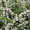 Cotoneaster conspicuus - Decorus - Cotoneaster