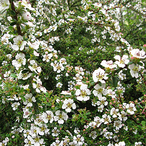 Cotoneaster conspicuus - 'Decorus' (Cotoneaster)