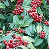 Cotoneaster frigidus - Vicaryi