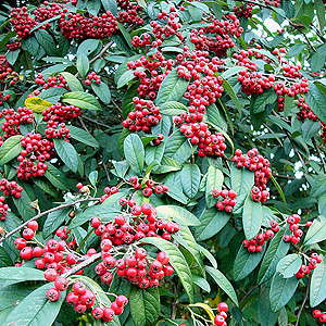 Cotoneaster frigidus - 'Vicaryi'