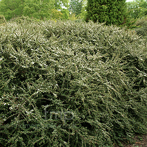 Cotoneaster glacialis (Creeping Cotoneaster)