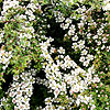 Cotoneaster horizontalis - Cotoneaster