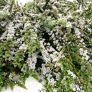 Cotoneaster horizontalis (Cotoneaster)