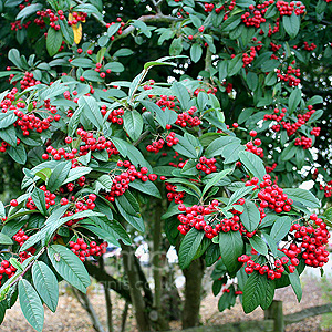 Cotoneaster lacteus