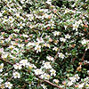 Cotoneaster microphylla - Cotoneaster