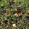 Cotoneaster radicans