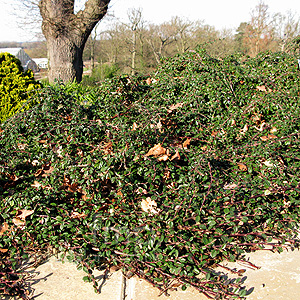 Cotoneaster radicans