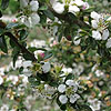 Cotoneaster conspicuus - Red Glory