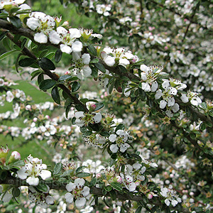 Cotoneaster conspicuus - 'Red Glory'