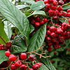 Cotoneaster - Saint Monica - Cotoneaster