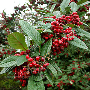 Cotoneaster - 'Saint Monica' (Cotoneaster)