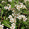 Cotoneaster salicifolius - Gnom