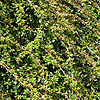 Cotoneaster - Skogholm - Cotoneaster