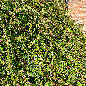 Cotoneaster - 'Skogholm' (Cotoneaster)