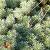 Cotula hispida - click for full details