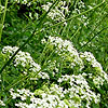 Anthriscus sylvestris - Cow Parsley