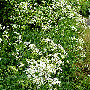 Anthriscus sylvestris (Cow Parsley)