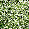 Crambe cordifolia - Crambe, Sea Kale