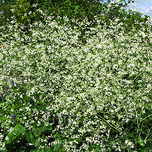 Crambe cordifolia (Crambe, Sea Kale)