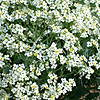 Crambe maritima - Crambe, Sea Kale