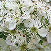 Crataegus pentagyna - click for full details
