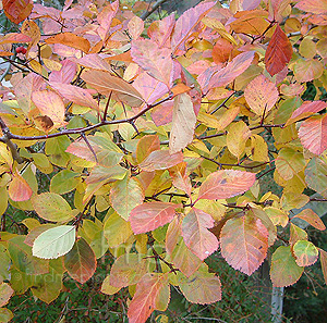 Crataegus prunifolia (Common Hawthorn)