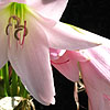 Crinum x powellii - Crinum