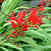 Crocosmia masoniorum - Lucifer - Montbretia, Crocosmia