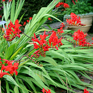 Montbretia Flowers on Crocosmia Masoniorum    Lucifer   Montbretia  Crocosmia   Information