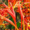 Crocosmia paniculata - Cally Sword - Crocosmia