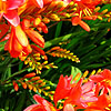 Crocosmia - Severn Sunrise - Crocosmia