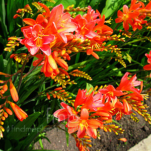 Crocosmia - 'Severn Sunrise' (Crocosmia)