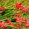 Crocosmia - Vulcan - Montbretia, Crocosmia