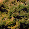 Cryptomeria japonica - Elegans