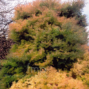 Cryptomeria japonica - 'Elegans'