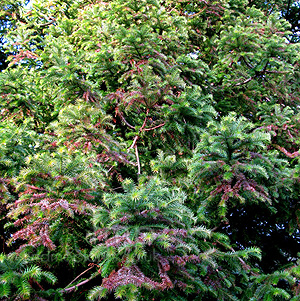 Cunninghamia lanceolata (Chinese Fur)