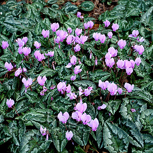 Cyclamen hederifolium (Cyclamen)