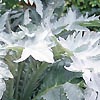 Cynara cardunculus - Cardy - Cardoon