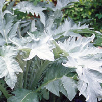 Cynara cardunculus - 'Cardy' (Cardoon)