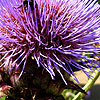 Cynara cardunculus - Cardoon, Cynara