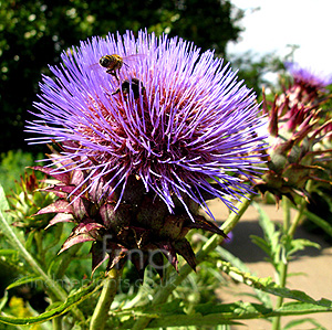 Cynara cardunculus (Cardoon, Cynara)