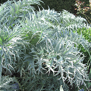 Cynara cardunculus - 'Dwarf Form' (Dwarf Caroon, Cynara)