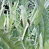 Cynara scolymus - Globe artichoke