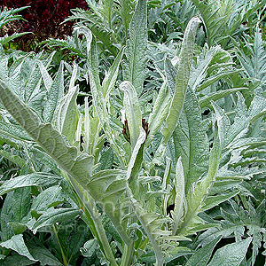 Cynara scolymus (Globe Artichoke)