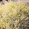 Cytisus - Cottage - Broom