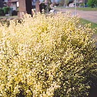 Cytisus - 'Cottage' (Broom)